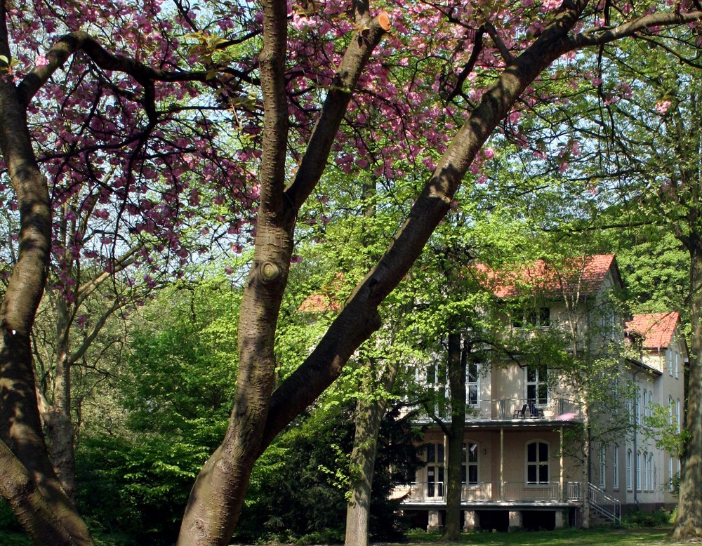Fassade des Akademiegebäudes, mit Balkon. Davor ein rosa blühender Kirschbaum..