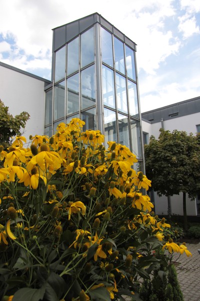 Der Innenhof der Tagesklinik Lünen im Vordergrund gelbe Blüten an einem Busch, dahinter ein gläserner Turm