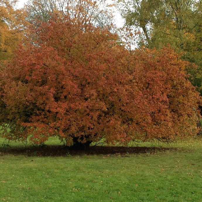 Eine rotbelaumter Baum auf eine Lichtung (vergrößerte Bildansicht wird geöffnet)