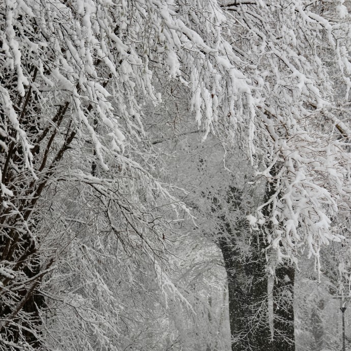 Ein Weg führt durch einen verschneiten Wald. (vergrößerte Bildansicht wird geöffnet)