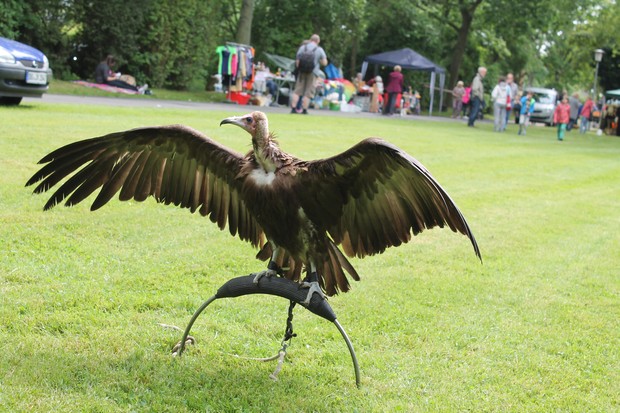 Ein Greivogel Sitz auf einer Stange