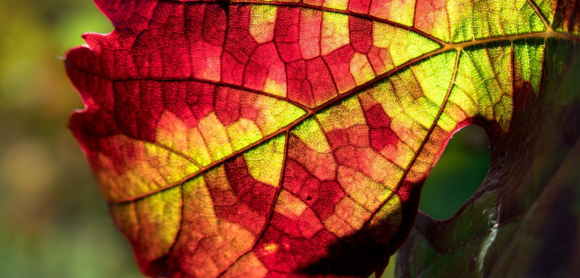 Ein herbstliches Blatt wird von der Sonne angestrahlt und leuchtet hell in den Farben Rot und Gelb