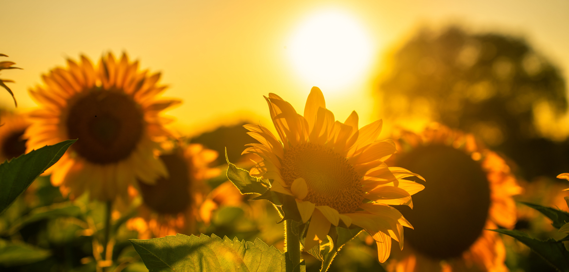 Sonnenblumen im Sonnenuntergang