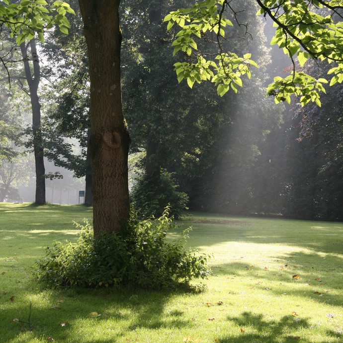 Ein Sonnenstrahl bahnt sich den Weg durch Bäume auf eine Wiese (vergrößerte Bildansicht wird geöffnet)