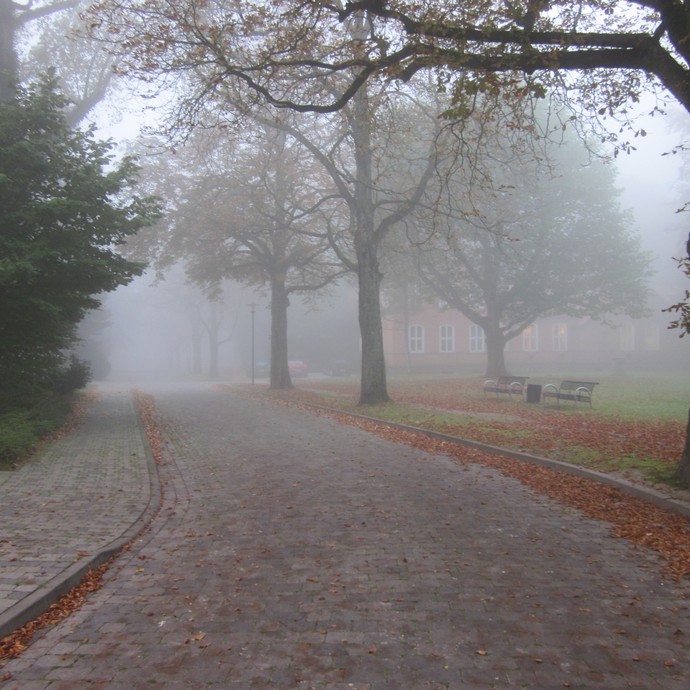 Eine Allee im Nebel (vergrößerte Bildansicht wird geöffnet)