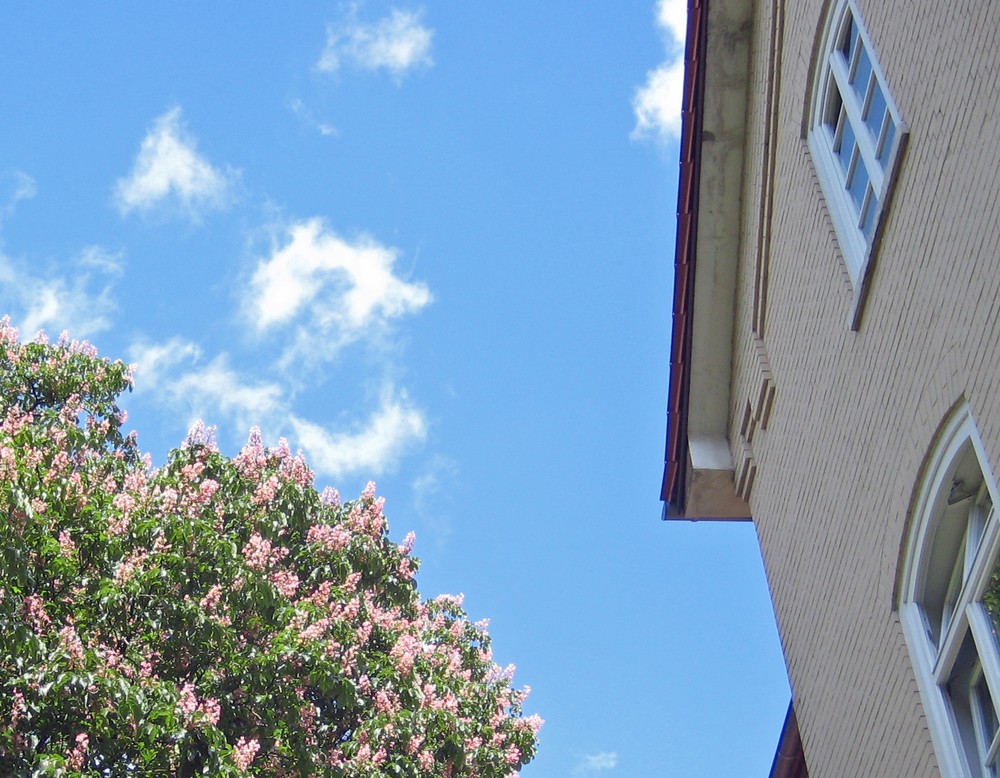 Giebel der Akademie, Blick in den Himmel, rechts die Zweige einer blühenden Kastanie.